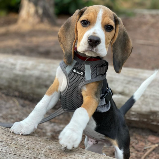 Petlando Mesh Vest - Gr