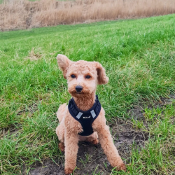 Petlando Mesh Vest - Sort 