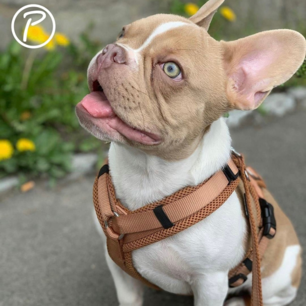 Petlando Y-Comfort Hundesele - Cognac