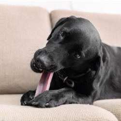 YAKI - Bl�b�r Bones