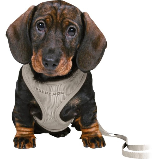 Junior puppy soft sele m. line - s/m