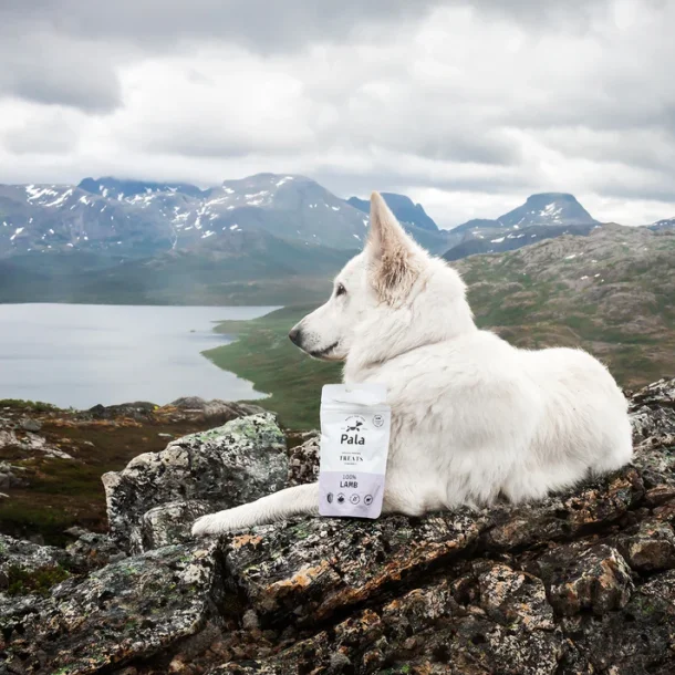 PALA TREATS 100% Lam, 100g