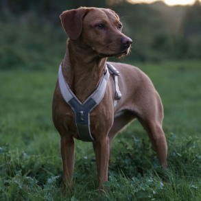 Non-Stop Dogwear Line Harness CLIP'N - Sand