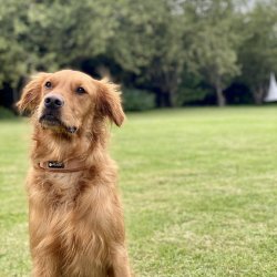 Petlando Mesh Halsbnd - Cognac 