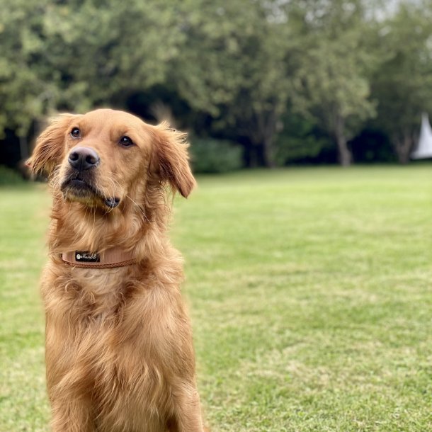 Petlando Mesh Halsbnd - Cognac 