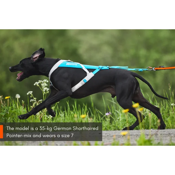 Non-Stop Dogwear Freemotion 5.0 - bl/gr