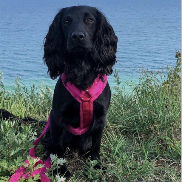 Petlando Y-Comfort Hundesele - Fuchsia