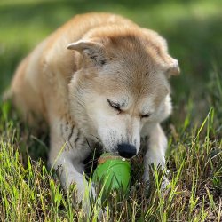 Sodapup Gnome Durable Pup-X Synthetic Rubber Treat Dispenser