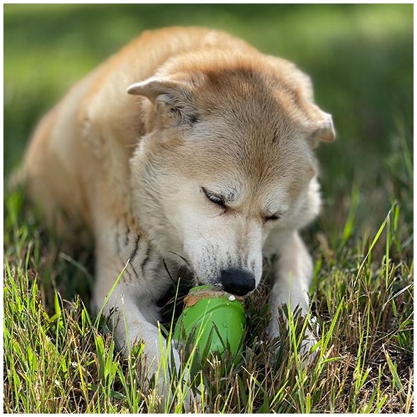 Sodapup Gnome Durable Pup-X Synthetic Rubber Treat Dispenser