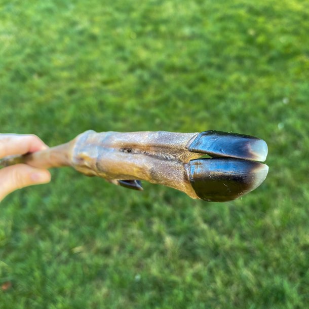 Rdyrunderben u. pels, 25-30cm, pakke med 3 stk.