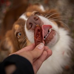 Companion sm plser, Lam- 100g