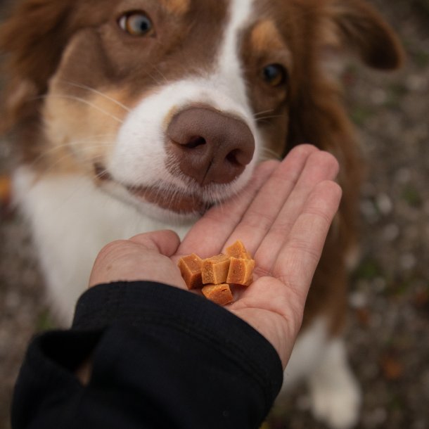 Companion godbidder m. Kylling og blbr, 80g