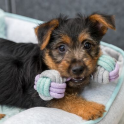 Hvalpe/junior dumbell reb