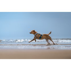 Non-stop dogwear - K�levest til hunde