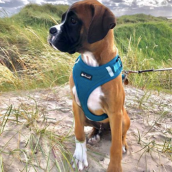 Petlando Mesh Vest - Petroleum