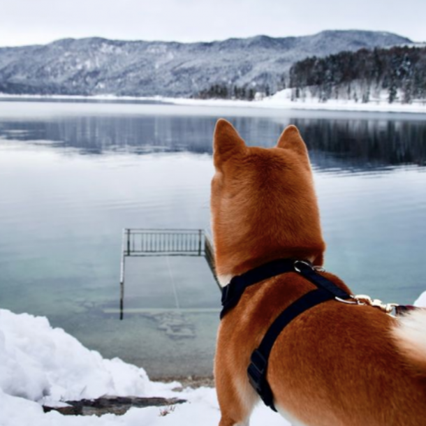 Petlando Mesh Vest - Sort 