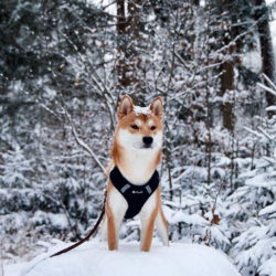 Petlando Mesh Vest - Sort 