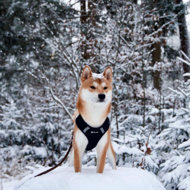 Petlando Mesh Vest - Sort 