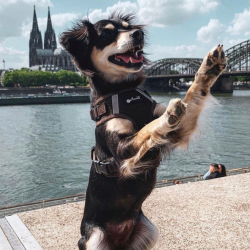 Petlando Mesh Vest - Mocha