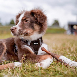 Petlando Mesh Vest - Mocha