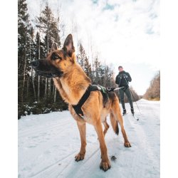 Non-Stop Dogwear Freemotion