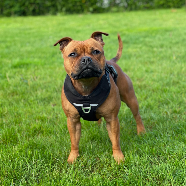 Petlando Outdoor Hundesele - Sort/rd