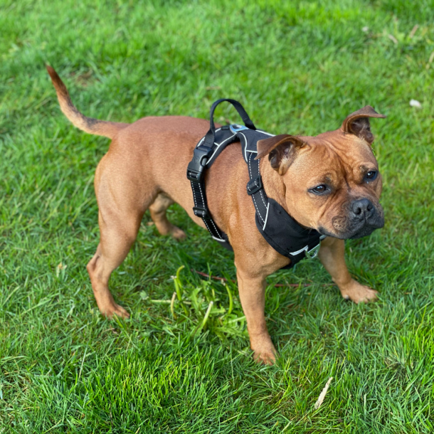 Petlando Outdoor Hundesele - Sort/rd