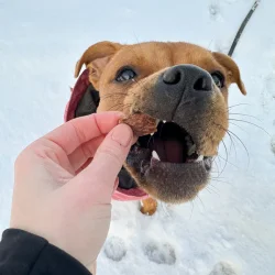 PALA TREATS 100% kanin, 100g