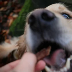 PALA TREATS 100% Kylling, 100g