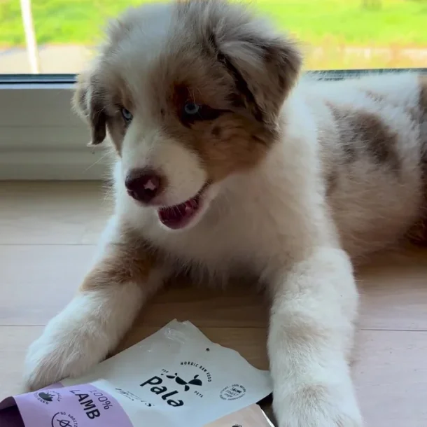 PALA TREATS 100% Lam, 100g