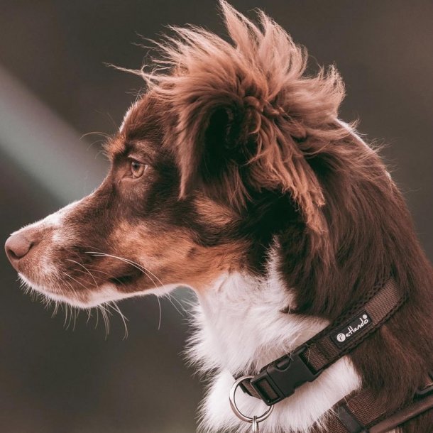 Petlando Mesh Halsbnd - Mocha