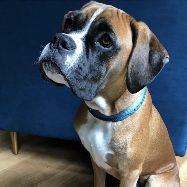 Petlando Mesh Halsbnd - Petroleum