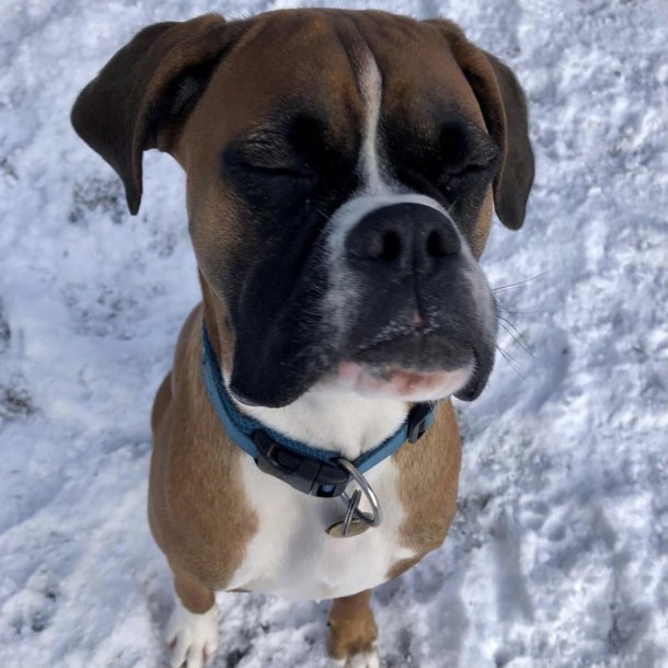 Petlando Mesh Halsbnd - Petroleum