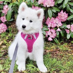 Petlando Mesh Vest - Fuchsia