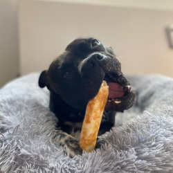 No-Hide Chews - Vildt - Medium ca. 17 cm