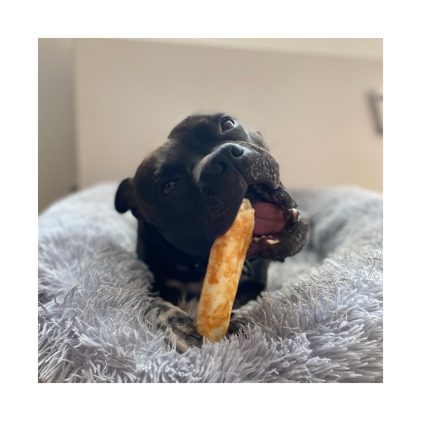 No-Hide Chews - Vildt - Medium ca. 17 cm