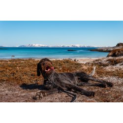 Non-stop Dogwear - Strong hundesnor