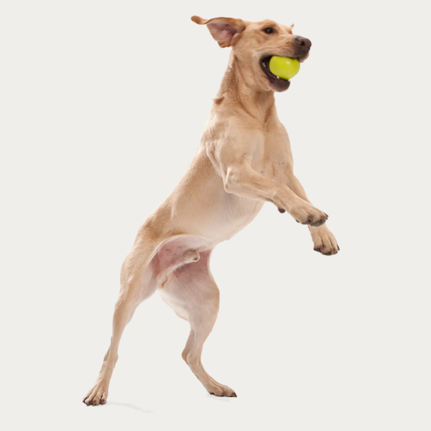 West Paw - Jive Robust bold til ihrdige tyggere