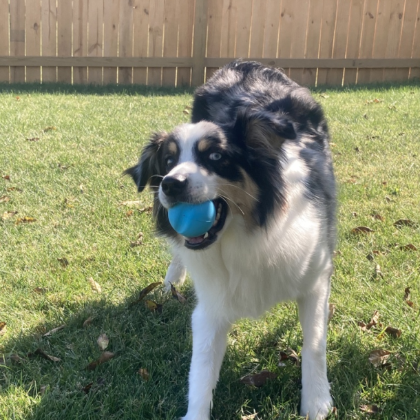 West Paw - Jive Robust bold til ihrdige tyggere