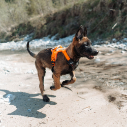 Non-Stop Dogwear Ramble Hundesele - Sort/Orange