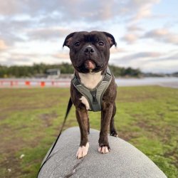 Non-Stop Dogwear Ramble Hundesele - Grn