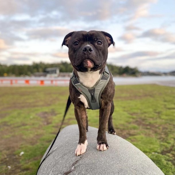 Non-Stop Dogwear Ramble Hundesele - Grn