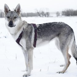 Non-Stop Dogwear Ramble Hundesele - Lilla