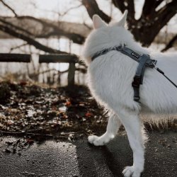 Petlando Y-Comfort Hundesele - Gr