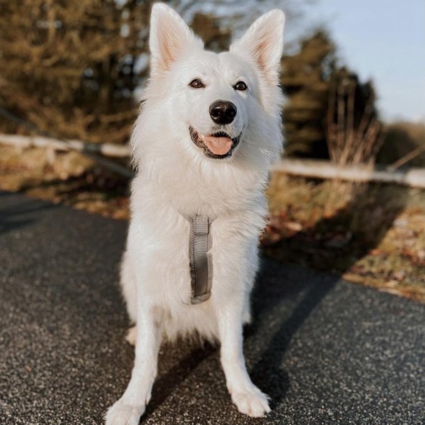 Petlando Y-Comfort Hundesele - Gr