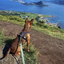 Non-Stop Dogwear Line Harness 5.0 - Sort