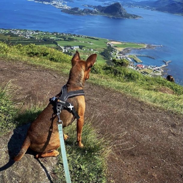 Non-Stop Dogwear Line Harness 5.0 - Sort