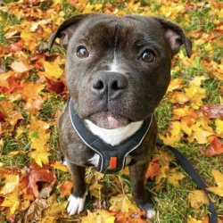 Non-Stop Dogwear Line Harness 5.0 - Sort