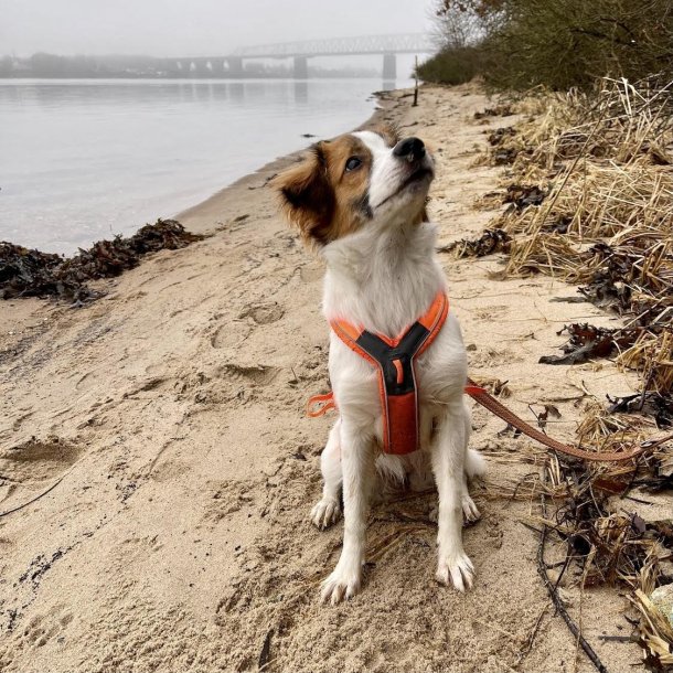 Non-Stop Dogwear Line Harness 5.0 - Orange