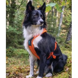 Non-Stop Dogwear Line Harness 5.0 - Orange